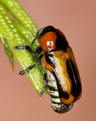 Peploptera