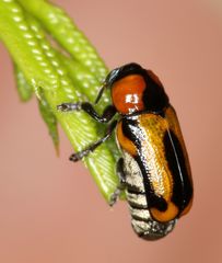 Peploptera