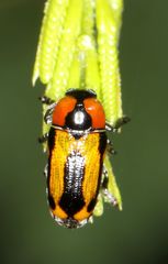 Peploptera
