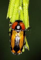 Peploptera