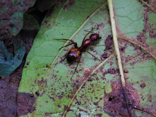 Camponotus maculatus ugandensisCamponotus maculatus ugandensis