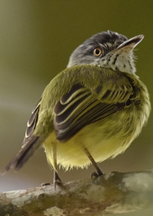 Todirostrum maculatum