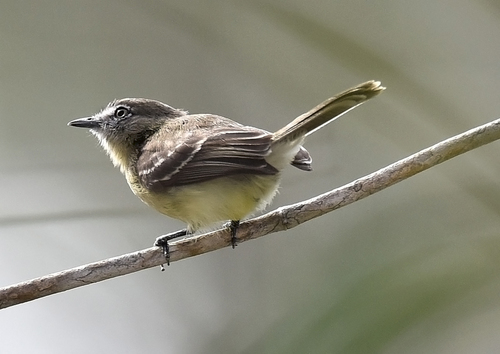 Pale-tipped Inezia (Inezia caudata), photo 10