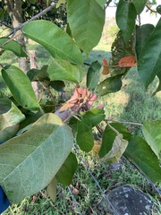 Croton magdalenensis