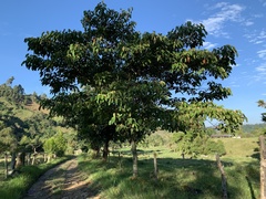 Croton magdalenensis