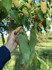 Croton magdalenensis