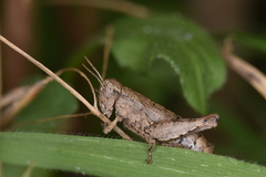 Pezotettix giornae
