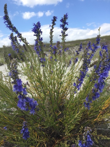 Hyssopus officinalis