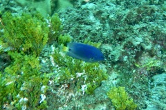 Pomacentrus trichrourus