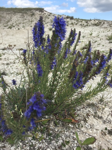 Hyssopus officinalis