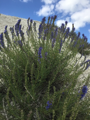 Hyssopus officinalis