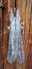 Acanthaclisini