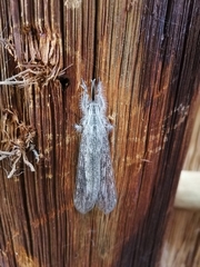 Acanthaclisini