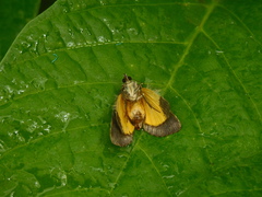 Cryptochrysa auripennis