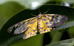 Dysphania bivexillata
