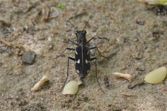 Euryarthron bennigseni