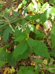 Eurybia chlorolepis