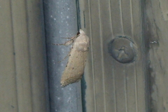 Tathorhynchus exsiccata