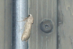 Tathorhynchus exsiccata