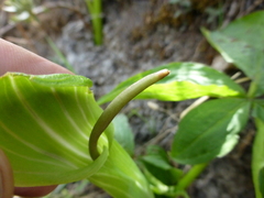 Arisaema jacquemontii