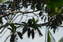 Brotogeris sanctithomae