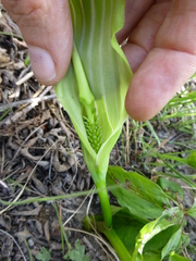 Arisaema jacquemontii