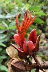Chiranthodendron pentadactylon