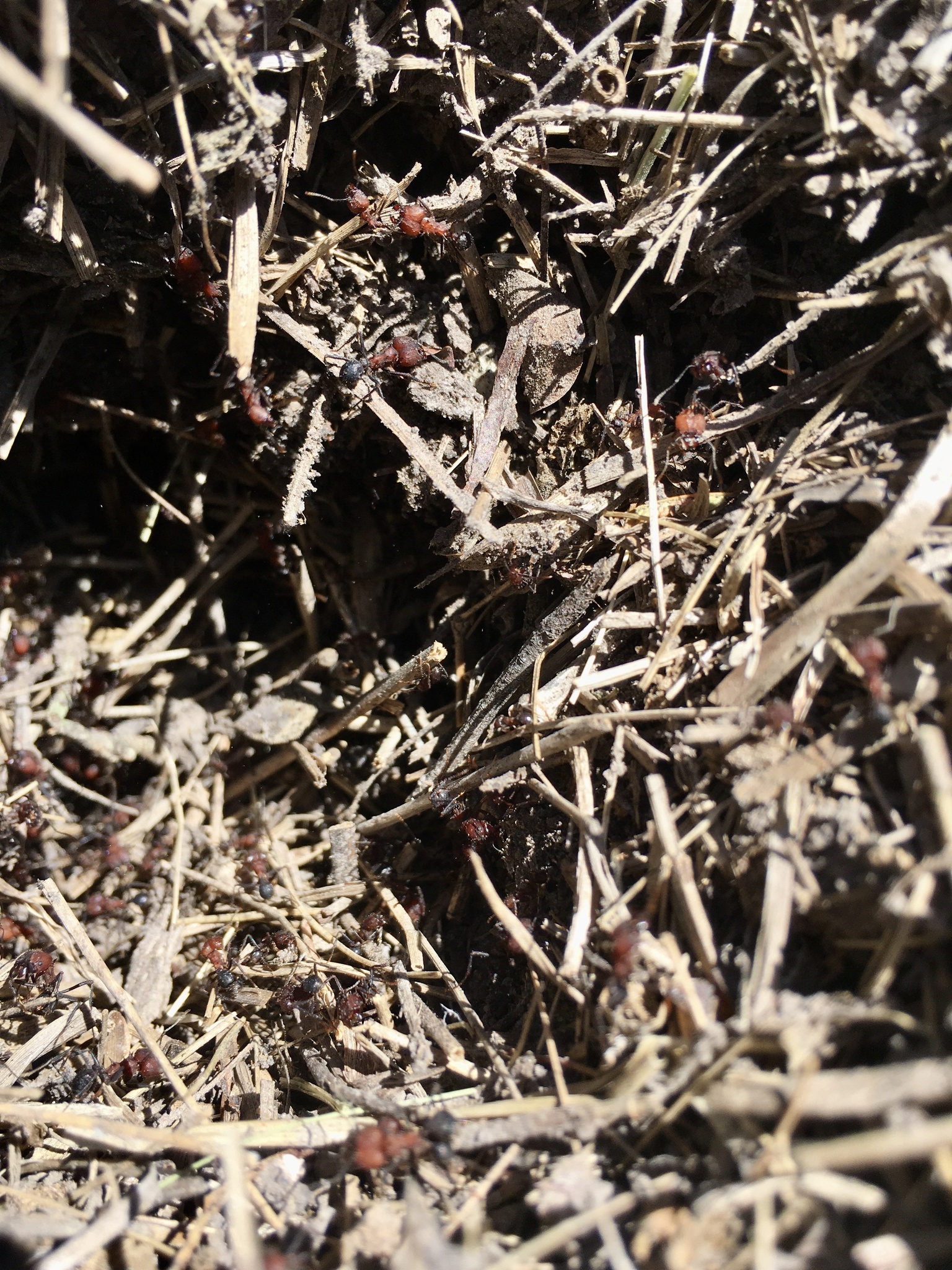 Acromyrmex heyeri