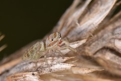 Icius hamatus