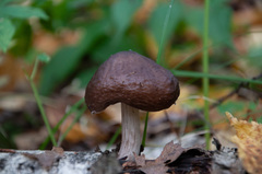 Pluteus rangifer