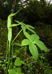 Arisaema jacquemontii