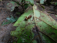 Camponotus maculatus ugandensis
