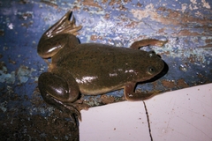 Xenopus