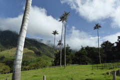 Ceroxylon quindiuense