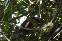 Andigena nigrirostris