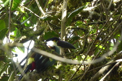 Andigena nigrirostris