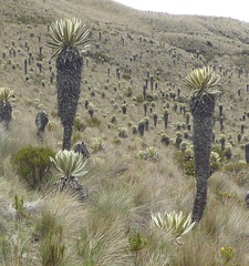 Espeletia hartwegiana