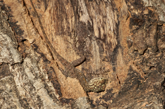 Agama picticauda