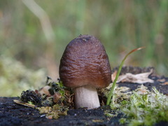Pluteus rangifer