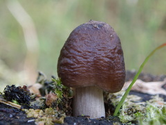 Pluteus rangifer