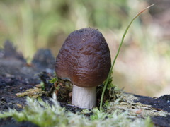 Pluteus rangifer