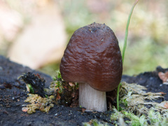 Pluteus rangifer