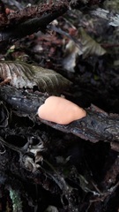 Aleurodiscus wakefieldiae