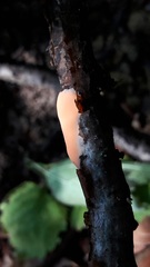 Aleurodiscus wakefieldiae