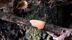 Aleurodiscus wakefieldiae