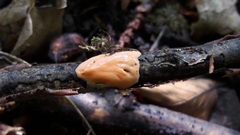 Aleurodiscus wakefieldiae