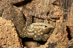 Agama picticauda