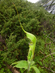 Arisaema jacquemontii