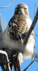 Buteo jamaicensis