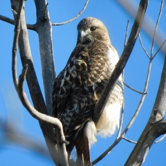 Buteo jamaicensis